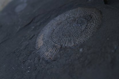 Schiefernplatte mit Ammonit